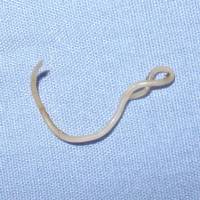 Spoelworm